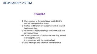 -RESPIRATORY SYSTEM
-TRACHEA
--1-It lies anterior to the esophagus, located in the
thoracic cavity (Mediastinum)
--2-Trachea and Bronchi are supported with C-shaped
hyaline cartilage
--3-Posteriorly – incomplete rings contain Muscle and
connective tissue
--4-Carina – projection of the last tracheal ring, located
in the sagittal plane
(It is associated with the cough reflex)
--5-Splits into Right and Left main stem Bronchus
 