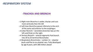 -RESPIRATORY SYSTEM
-TRACHEA AND BRONCHI
--1-Right main Bronchus is wider, shorter and runs
more vertically then the left
--2-Left main Bronchus passes inferiorly to the arch
of the aorta and anterior to the esophagus
--3-Lobar Bronchi – secondary branches two on the
left and three on the right.
--4-Tertiary Bronchi – several segments that branch
into 20 to 25 terminal Bronchioles
--5-Respiratory Bronchioles – contain 11 – alveolar
ducts and five to six alveolar sacs. Fully developed
by age 8 years, with 300 million alveoli
 