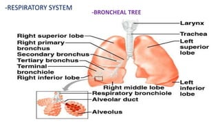 -RESPIRATORY SYSTEM
-BRONCHEAL TREE
 