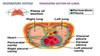 -RESPIRATORY SYSTEM -TRANSVERSE SECTION OF LUNGS
 