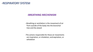 -RESPIRATORY SYSTEM
-BREATHING MECHENISM
--Breathing or ventilation is the movement of air
from outside of the body into the bronchial
tree and the alveoli
-The actions responsible for these air movements
are inspiration, or inhalation, and expiration, or
exhalation
 