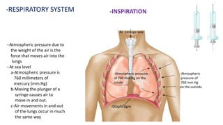-RESPIRATORY SYSTEM -INSPIRATION
--Atmospheric pressure due to
the weight of the air is the
force that moves air into the
lungs
--At sea level
a-Atmospheric pressure is
760 millimeters of
mercury (mm Hg)
b-Moving the plunger of a
syringe causes air to
move in and out.
c-Air movements in and out
of the lungs occur in much
the same way
-Diaphragm
-Atmospheric pressure
of 760 mm Hg on the
inside
Air passage way
-Atmospheric
pressure of
760 mm Hg
on the outside
 