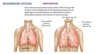 -RESPIRATORY SYSTEM -INSPIRATION
--Intra-alveolar pressure decreases to about 758 mm Hg as the
thoracic cavity enlarges due to the downward movement of
diaphragm caused by impulses carried by Phrenic Nerve
--Atmospheric pressure then forces air into the airways
-Atmospheric pressure
760 mm Hg
-Intra-alveolar
pressure
758 mm Hg
-Intra-alveolar
pressure
760 mm Hg
Diaphragm
 