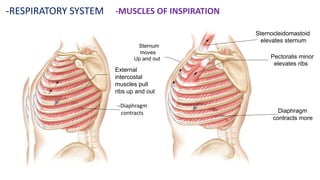 -RESPIRATORY SYSTEM -MUSCLES OF INSPIRATION
Sternocleidomastoid
elevates sternum
Pectoralis minor
elevates ribs
Diaphragm
contracts more
Sternum moves
Up and out
External
intercostal
muscles pull
ribs up and out
-Diaphragm
contracts
Sternum
moves
Up and out
--Diaphragm
contracts
External
intercostal
muscles pull
ribs up and out
 
