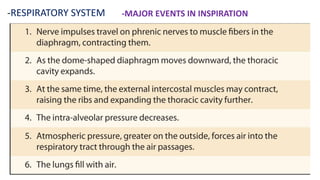-RESPIRATORY SYSTEM -MAJOR EVENTS IN INSPIRATION
 