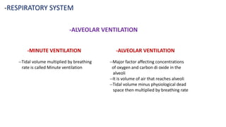 -RESPIRATORY SYSTEM
-ALVEOLAR VENTILATION
-MINUTE VENTILATION
--Tidal volume multiplied by breathing
rate is called Minute ventilation
-ALVEOLAR VENTILATION
--Major factor affecting concentrations
of oxygen and carbon di oxide in the
alveoli
--It is volume of air that reaches alveoli
--Tidal volume minus physiological dead
space then multiplied by breathing rate
 