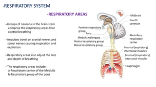 -RESPIRATORY SYSTEM
-RESPIRATORY AREAS
--Groups of neurons in the brain stem
comprise the respiratory areas that
control breathing
--Impulses travel on cranial nerves and
spinal nerves causing inspiration and
expiration
--Respiratory areas also adjust the rate
and depth of breathing
--The respiratory areas include:-
a-Respiratory center of the Medulla
b-Respiratory group of the pons
Midbrain
Fourth
ventricle
Medullary
respiratory
center
Internal (expiratory)
intercostal muscles
External (inspiratory)
intercostal muscles
Diaphragm
Dorsal respiratory group
Ventral respiratory group
Medulla oblongata
Pons
Pontine respiratory
group
 