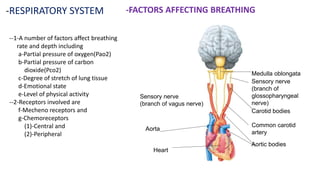 -RESPIRATORY SYSTEM -FACTORS AFFECTING BREATHING
--1-A number of factors affect breathing
rate and depth including
a-Partial pressure of oxygen(Pao2)
b-Partial pressure of carbon
dioxide(Pco2)
c-Degree of stretch of lung tissue
d-Emotional state
e-Level of physical activity
--2-Receptors involved are
f-Mecheno receptors and
g-Chemoreceptors
(1)-Central and
(2)-Peripheral
Medulla oblongata
Sensory nerve
(branch of
glossopharyngeal
nerve)
Carotid bodies
Common carotid
artery
Aortic bodies
Sensory nerve
(branch of vagus nerve)
Aorta
Heart
 