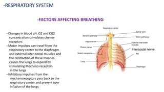 -RESPIRATORY SYSTEM
-FACTORS AFFECTING BREATHING
--Changes in blood pH, O2 and CO2
concentration stimulates chemo-
receptors
--Motor impulses can travel from the
respiratory center to the diaphragm
and external inter-costal muscles and
the contraction of these muscles
causes the lungs to expend by
stimulating Mecheno receptors
in the lungs
--Inhibitory impulses from the
mechanoreceptors pass back to the
respiratory center and prevent over
inflation of the lungs
Spinal cord
Motor pathways
Intercostal nerve
External intercostal
muscles
Rib
Diaphragm
Respiratory center
Sensory pathway
Vagus nerve
Phrenic nerve
Stretch receptors
Lung
 
