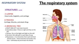 -RESPIRATORY SYSTEM
-STRUCTURES contd.
--3-LARYNX
--Vocal cords, Epiglottis, and cartilage
-4-TRACHEA
-Cartilage, Muscles, and elastic Rings
--5-BRONCHIAL TREE
a-RIGHT AND LEFT main stem bronchi
b-Secondary Lobar:-Three on right and Two on the
left
c-Tertiary:-Ten on the Right and Eight on the Left
d-Terminal:-50 to 80 with in each lobe of lung
e-Respiratory:- 2 to 3 branches from each terminal
alveolar ducts---These branches terminates into
Sacs---Ultimately hey terminate into Alveoli
 