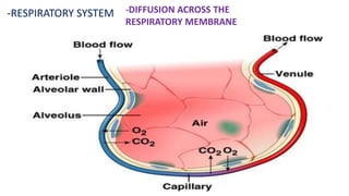 -RESPIRATORY SYSTEM -DIFFUSION ACROSS THE
RESPIRATORY MEMBRANE
 