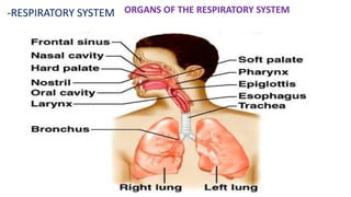 -RESPIRATORY SYSTEM ORGANS OF THE RESPIRATORY SYSTEM
 