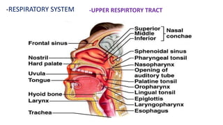 -RESPIRATORY SYSTEM -UPPER RESPIRTORY TRACT
 