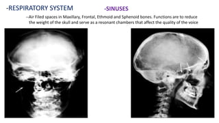 -RESPIRATORY SYSTEM -SINUSES
--Air Filed spaces in Maxillary, Frontal, Ethmoid and Sphenoid bones. Functions are to reduce
the weight of the skull and serve as a resonant chambers that affect the quality of the voice
 