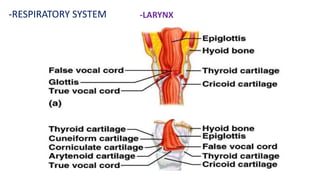 -RESPIRATORY SYSTEM -LARYNX
 