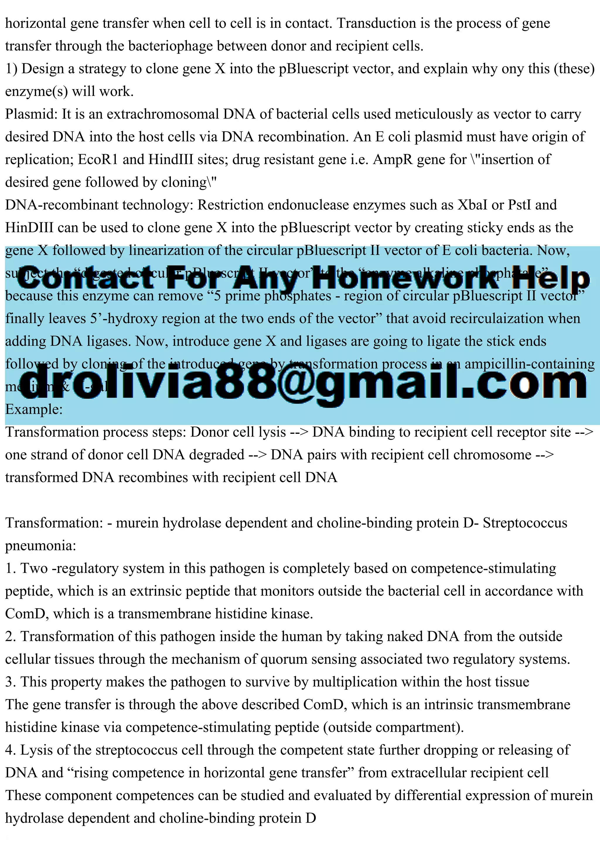 horizontal gene transfer when cell to cell is in contact. Transduction is the process of gene
transfer through the bacteriophage between donor and recipient cells.
1) Design a strategy to clone gene X into the pBluescript vector, and explain why ony this (these)
enzyme(s) will work.
Plasmid: It is an extrachromosomal DNA of bacterial cells used meticulously as vector to carry
desired DNA into the host cells via DNA recombination. An E coli plasmid must have origin of
replication; EcoR1 and HindIII sites; drug resistant gene i.e. AmpR gene for "insertion of
desired gene followed by cloning"
DNA-recombinant technology: Restriction endonuclease enzymes such as XbaI or PstI and
HinDIII can be used to clone gene X into the pBluescript vector by creating sticky ends as the
gene X followed by linearization of the circular pBluescript II vector of E coli bacteria. Now,
subject the “digested circular pBluescript II vector” to the “enzyme alkaline phosphatase”
because this enzyme can remove “5 prime phosphates - region of circular pBluescript II vector”
finally leaves 5’-hydroxy region at the two ends of the vector” that avoid recirculaization when
adding DNA ligases. Now, introduce gene X and ligases are going to ligate the stick ends
followed by cloning of the introduced gene by transformation process in an ampicillin-containing
medium & X-gal.
Example:
Transformation process steps: Donor cell lysis --> DNA binding to recipient cell receptor site -->
one strand of donor cell DNA degraded --> DNA pairs with recipient cell chromosome -->
transformed DNA recombines with recipient cell DNA
Transformation: - murein hydrolase dependent and choline-binding protein D- Streptococcus
pneumonia:
1. Two -regulatory system in this pathogen is completely based on competence-stimulating
peptide, which is an extrinsic peptide that monitors outside the bacterial cell in accordance with
ComD, which is a transmembrane histidine kinase.
2. Transformation of this pathogen inside the human by taking naked DNA from the outside
cellular tissues through the mechanism of quorum sensing associated two regulatory systems.
3. This property makes the pathogen to survive by multiplication within the host tissue
The gene transfer is through the above described ComD, which is an intrinsic transmembrane
histidine kinase via competence-stimulating peptide (outside compartment).
4. Lysis of the streptococcus cell through the competent state further dropping or releasing of
DNA and “rising competence in horizontal gene transfer” from extracellular recipient cell
These component competences can be studied and evaluated by differential expression of murein
hydrolase dependent and choline-binding protein D
 