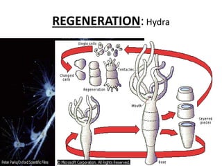 BIOLOGY FORM 5 CHAPTER 4 - 4.1 Asexual &Sexual Reproduction | PPTX