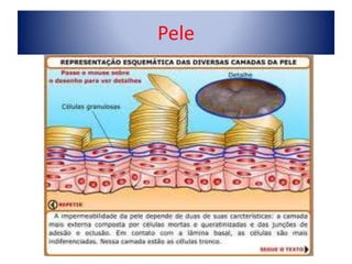 Pele

 