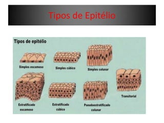 Tipos de Epitélio

 