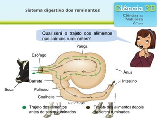 Sistema digestivo dos ruminantes




              Será que o sistema digestivo é igual
               Qual será o trajeto dos alimentos
              em todos os animais?
               nos animais ruminantes?
                                   Pança

         Esófago
           Esófago      Fígado Pâncreas Intestino



                                                           Ânus

        Barrete                                           Intestino

Boca      Folhoso
            Coalheira
                           Estômago
        Trajeto dos alimentos              Trajeto dos alimentos depois
        antes de serem ruminados           de serem ruminados
 