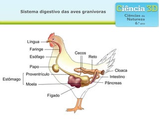 Sistema digestivo das aves granívoras




           Língua
             Faringe
                                Cecos
             Esófago                    Reto

             Papo
                                                    Cloaca
           Proventrículo
                                                 Intestino
Estômago
           Moela                               Pâncreas


                       Fígado
 
