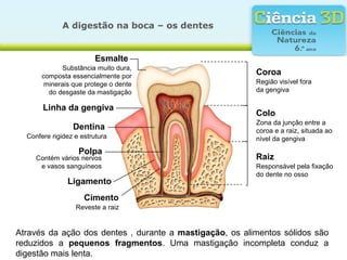 A digestão na boca – os dentes


                         Esmalte
             Substância muito dura,
       composta essencialmente por
                                                         Coroa
        minerais que protege o dente                     Região visível fora
         do desgaste da mastigação                       da gengiva

       Linha da gengiva
                                                         Colo
                                                         Zona da junção entre a
                 Dentina                                 coroa e a raiz, situada ao
  Confere rigidez e estrutura                            nível da gengiva
                   Polpa
     Contém vários nervos                                Raiz
      e vasos sanguíneos                                 Responsável pela fixação
                                                         do dente no osso
               Ligamento
                     Cimento
                  Reveste a raiz


Através da ação dos dentes , durante a mastigação, os alimentos sólidos são
reduzidos a pequenos fragmentos. Uma mastigação incompleta conduz a
digestão mais lenta.
 