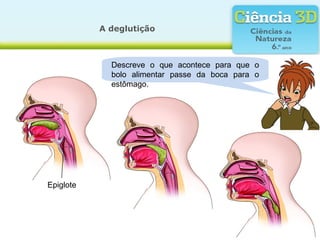 A deglutição



             Descreve o que acontece para que o
             bolo alimentar passe da boca para o
             estômago.




Epiglote
 