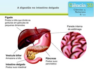 A digestão no intestino delgado



Fígado
Produz a bílis que divide as
gorduras em gotículas de
pequenas dimensões
                                                Parede interna
                                                 do estômago




Vesícula biliar
Armazena a bílis                  Pâncreas
                                  Produz suco
Intestino delgado                 pancreático
Produz suco intestinal
 