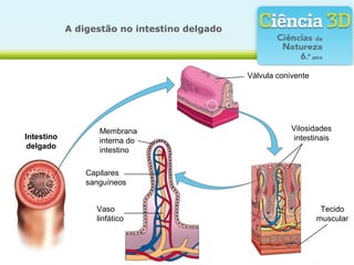 A digestão no intestino delgado
            A digestão no intestino delgado



                                                 Válvula conivente
Intestino                       Válvulas coniventes
 delgado


                   Membrana                                  Vilosidades
Intestino                                                    intestinais
                   interna do
 delgado
                   intestino

                Capilares
                sanguíneos


                  Vaso                                                Tecido
                  linfático                                          muscular
 