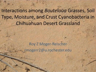 Interactions among Bouteloua Grasses, Soil
Type, Moisture, and Crust Cyanobacteria in
Chihuahuan Desert Grassland
Roy Z Moger-Reischer
rmogerr2@u.rochester.edu
 