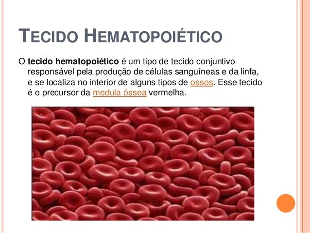 Tecido Conjuntivo Hematopoiético – CFIN