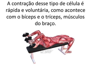 A contração desse tipo de célula é
rápida e voluntária, como acontece
com o bíceps e o tríceps, músculos
do braço.

 