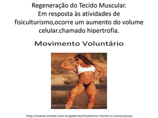 Regeneração do Tecido Muscular.
Em resposta às atividades de
fisiculturismo,ocorre um aumento do volume
celular,chamado hipertrofia.

 