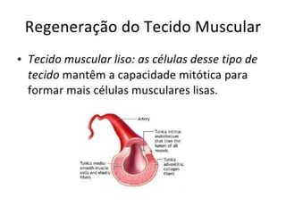 1 a 7-tecido muscular