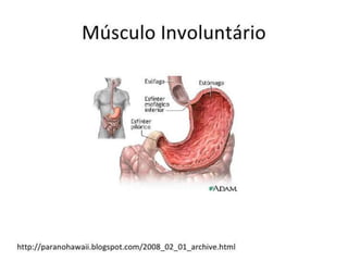 1 a 7-tecido muscular
