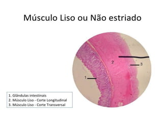 1 a 7-tecido muscular