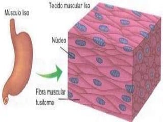 1 a 7-tecido muscular