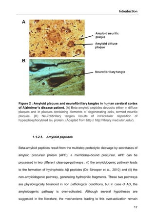 Introduction
17
Figure 2 : Amyloid plaques and neurofibrillary tangles in human cerebral cortex
of Alzheimer’s disease patient. (A) Beta-amyloid peptides deposits either in diffuse
plaques and in plaques containing elements of degenerating cells, termed neuritic
plaques. (B) Neurofibrillary tangles results of intracellular deposition of
hyperphosphorylated tau protein. (Adapted from http:// http://library.med.utah.edu/).
1.1.2.1. Amyloid peptides
Beta-amyloid peptides result from the multistep proteolytic cleavage by secretases of
amyloid precursor protein (APP), a membrane-bound precursor. APP can be
processed in two different cleavage-pathways : (i) the amyloidogenic pathway leads
to the formation of hydrophobic Aβ peptides (De Strooper et al., 2010) and (ii) the
non-amyloidogenic pathway, generating hydrophilic fragments. These two pathways
are physiologically balanced in non pathological conditions, but in case of AD, the
amyloidogenic pathway is over-activated. Although several hypotheses are
suggested in the literature, the mechanisms leading to this over-activation remain
 
