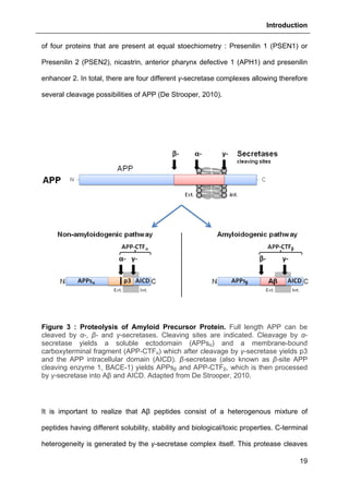 Introduction
19
of four proteins that are present at equal stoechiometry : Presenilin 1 (PSEN1) or
Presenilin 2 (PSEN2), nicastrin, anterior pharynx defective 1 (APH1) and presenilin
enhancer 2. In total, there are four different γ-secretase complexes allowing therefore
several cleavage possibilities of APP (De Strooper, 2010).
Figure 3 : Proteolysis of Amyloid Precursor Protein. Full length APP can be
cleaved by α-, β- and γ-secretases. Cleaving sites are indicated. Cleavage by α-
secretase yields a soluble ectodomain (APPsα) and a membrane-bound
carboxyterminal fragment (APP-CTFα) which after cleavage by γ-secretase yields p3
and the APP intracellular domain (AICD). β-secretase (also known as β-site APP
cleaving enzyme 1, BACE-1) yields APPsβ and APP-CTFβ, which is then processed
by γ-secretase into Aβ and AICD. Adapted from De Strooper, 2010.
It is important to realize that Aβ peptides consist of a heterogenous mixture of
peptides having different solubility, stability and biological/toxic properties. C-terminal
heterogeneity is generated by the γ-secretase complex itself. This protease cleaves
 