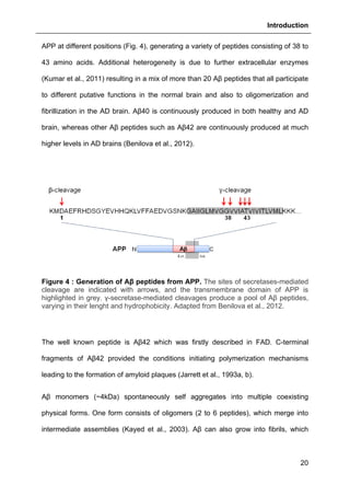 Introduction
20
APP at different positions (Fig. 4), generating a variety of peptides consisting of 38 to
43 amino acids. Additional heterogeneity is due to further extracellular enzymes
(Kumar et al., 2011) resulting in a mix of more than 20 Aβ peptides that all participate
to different putative functions in the normal brain and also to oligomerization and
fibrillization in the AD brain. Aβ40 is continuously produced in both healthy and AD
brain, whereas other Aβ peptides such as Aβ42 are continuously produced at much
higher levels in AD brains (Benilova et al., 2012).
Figure 4 : Generation of Aβ peptides from APP. The sites of secretases-mediated
cleavage are indicated with arrows, and the transmembrane domain of APP is
highlighted in grey. γ-secretase-mediated cleavages produce a pool of Aβ peptides,
varying in their lenght and hydrophobicity. Adapted from Benilova et al., 2012.
The well known peptide is Aβ42 which was firstly described in FAD. C-terminal
fragments of Aβ42 provided the conditions initiating polymerization mechanisms
leading to the formation of amyloid plaques (Jarrett et al., 1993a, b).
Aβ monomers (~4kDa) spontaneously self aggregates into multiple coexisting
physical forms. One form consists of oligomers (2 to 6 peptides), which merge into
intermediate assemblies (Kayed et al., 2003). Aβ can also grow into fibrils, which
 
