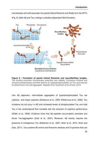 Introduction
24
microtubules and self-associate into paired helical filaments and finally form the NFTs
(Fig. 6). Both Aβ and Tau undergo nucleation-dependent fibril formation.
Figure 6 : Formation of paired helical filaments and neurofibrillary tangles.
Tau binding promotes microtubules assembly and stability. Excessive kinases and
reduced phosphatases activities lead to an hyperphosphorylation of Tau and induces
its detachment and self-aggregate. Adapted from Querfurth and LaFerla, 2010.
Like Aβ oligomers, intermediate aggregates of hyperphosphorylated Tau are
cytotoxic and impair cognition (Santacruz et al., 2005, Khlistunova et al., 2006). Tau
mutations do not occur in AD and increased levels of phosphorylated Tau and total
Tau in the cerebrospinal fluid correlate with the reduction of cognitive performance
(Wallin et al., 2006). Evidence show that Aβ peptides accumulation precedes and
drives Tau-aggregation (Gotz et al., 2001). Moreover, Aβ toxicity requires the
presence of endogenous Tau (Roberson et al., 2007, Ittner et al., 2010, Ittner and
Gotz, 2011). Tau contains 80 serine and threonine residues and 5 tyrosines that can
 