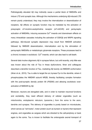 Introduction
27
Pathologically elevated Aβ may indirectly cause a partial block of NMDARs and
induce LTD and synaptic loss. Although the mechanisms underlying Aβ-induced LTD
remain poorly understood, they may involve the internalization or desensitization of
receptors. Aβ effects on synaptic function may be mediated by the activation of
presynaptic α7-nicotinic-acetylcholine receptor (α7-nAChR) and perisynaptic
activation of NMDARs, inducing excessive Ca2+
inwards and downstream effects on
many intracellular cascades including the activation of GSK3β and MAPK signaling
pathways. Aβ-induced synaptic depression may result from NMDAR activation
followed by NMDAR desensitization, internalization and by the stimulation of
perisynaptic NMDARs or metabotropic glutamate receptors. These processes lead to
a chronic increase in excitotoxic Ca2+
inwards, which can also lead to cell death.
Several data involve oligomeric Aβ in synapse failure, but until recently, only little was
was known about the role of Tau in these dysfunctions. Ittner and colleagues
described a dendritic function of Tau, mediating Aβ toxicity via NMDAR conformation
(Ittner et al., 2010). Tau is able to target the src kynase Fyn to the dendrite, where it
phosphorylates the NMDAR subunit NR2B, thereby facilitating complex formation
with the post-synaptic density protein 95 (PSD95) and allowing excitotoxic over-
activation of NMDAR by Aβ.
Moreover, neurons are elongated cells, and in order to maintain neuronal functions
and excitability, they need efficient delivery of cellular organelles (such as
mitochondria, endoplasmic reticulum, lysosome..) from the soma to the axon,
dendrite and synapse. The delivery of organelles is purely based on microtubules,
which serves as “rail tracks”, motor protein (such as kynesin or dynein) that represent
engines, and organelles as cargoes which are directed to the cell-periphery or back
again to the soma. Tau is known to facilitate the anterograde axonal transport of
 