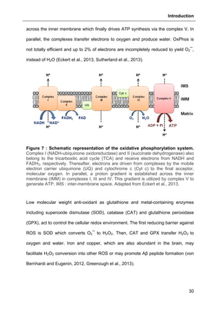 Introduction
30
across the inner membrane which finally drives ATP synthesis via the complex V. In
parallel, the complexes transfer electrons to oxygen and produce water. OxPhos is
not totally efficient and up to 2% of electrons are incompletely reduced to yield O2¯,
instead of H2O (Eckert et al., 2013, Sutherland et al., 2013).
Figure 7 : Schematic representation of the oxidative phosphorylation system.
Complex I (NADH-ubiquinone oxidoreductase) and II (succinate dehydrogenase) also
belong to the tricarboxilic acid cycle (TCA) and receive electrons from NADH and
FADH2, respectively. Thereafter, electrons are driven from complexes by the mobile
electron carrier ubiquinone (UQ) and cytochrome c (Cyt c) to the final acceptor,
molecular oxygen. In parallel, a proton gradient is established across the inner
membrane (IMM) in complexes I, III and IV. This gradient is utilized by complex V to
generate ATP. IMS : inter-membrane space. Adapted from Eckert et al., 2013.
Low molecular weight anti-oxidant as glutathione and metal-containing enzymes
including superoxide dismutase (SOD), catalase (CAT) and glutathione peroxidase
(GPX), act to control the cellular redox environment. The first reducing barrier against
ROS is SOD which converts O2¯ to H2O2. Then, CAT and GPX transfer H2O2 to
oxygen and water. Iron and copper, which are also abundant in the brain, may
facilitate H2O2 conversion into other ROS or may promote Aβ peptide formation (von
Bernhardi and Eugenin, 2012, Greenough et al., 2013).
 