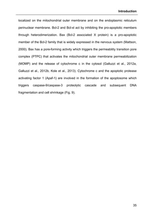 Introduction
35
localized on the mitochondrial outer membrane and on the endoplasmic reticulum
perinuclear membrane. Bcl-2 and Bcl-xl act by inhibiting the pro-apoptotic members
through heterodimerization. Bax (Bcl-2 associated X protein) is a pro-apoptotic
member of the Bcl-2 family that is widely expressed in the nervous system (Mattson,
2000). Bax has a pore-forming activity which triggers the permeability transition pore
complex (PTPC) that activates the mitochondrial outer membrane permeabilization
(MOMP) and the release of cytochrome c in the cytosol (Galluzzi et al., 2012a,
Galluzzi et al., 2012b, Kole et al., 2013). Cytochrome c and the apoptotic protease
activating factor 1 (Apaf-1) are involved in the formation of the apoptosome which
triggers caspase-9/caspase-3 proteolytic cascade and subsequent DNA
fragmentation and cell shrinkage (Fig. 9).
 