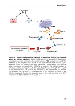 Introduction
36
Figure 9 : Intrinsic mitochondrial pathway of apoptosis induced by oxidative
stress or calcium overload. Mitochondrial pathway of apoptosis is initiated by
intracellular stressors such as reactive oxygen species ROS or calcium overload. The
inhibition of anti-apoptotic Bcl-2 leads to the pore-forming ability of Bax ( pro-
apoptotic factor) on mitochondrial outer membrane. Subsequently, mitochondrial
outer membrane permeabilization (MOMP) is induced, that allows release of
cytochrome c (Cyt. c). Together with the apoptotic protease activating factor 1 (Apaf-
1) and Procaspase-9, Cyt. c drives the formation of the apoptosome and activate
procaspase-9 into the initiatory caspase-9 which in turn elicits the activation of the
effector caspase-3, leading to apoptotic features like cell shrinkage and DNA
fragmentation. Adapted from Kole et al., 2013.
 