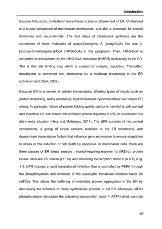 Introduction
40
Besides fatty acids, cholesterol biosynthesis is also a determinant of ER. Cholesterol
is a crucial component of mammalian membranes, and also a precursor for steroid
hormones and neurosteroids. The first steps of cholesterol synthesis are the
conversion of three molecules of acetyl-Coenzyme A (acetyl-CoA) into one 3-
hydroxy-3-methylglutaryl-CoA (HMG-CoA) in the cytoplasm. Then, HMG-CoA is
converted to mevalonate by the HMG-CoA reductase (HMGR) exclusively in the ER.
This is the rate limiting step which is subject to complex regulation. Thereafter,
mevalonate is converted into cholesterol by a multistep processing in the ER
(Canevari and Clark, 2007).
Because ER is a sensor of cellular homeostasis, different types of insults such as
protein misfolding, redox unbalance, lipid/cholesterol dyshomeostasis can induce ER
stress. In particular, failure of protein folding quality control is harmful to cell survival
and therefore ER can initiate the unfolded protein response (UPR) to counteract this
detrimental situation (Hetz and Mollereau, 2014). The UPR consists of two central
components, a group of stress sensors localized at the ER membrane, and
downstream transcription factors that influence gene expression to ensure adaptation
to stress or the induction of cell death by apoptosis. In mammalian cells, there are
three classes of ER stress sensors : inositol-requiring enzyme 1α (IRE1α), protein
kinase RNA-like ER kinase (PERK) and activating transcription factor 6 (ATF6) (Fig.
11). UPR induces a rapid translational inhibition that is controlled by PERK through
the phosphorylation and inhibition of the eukaryotic translation initiation factor 2α
(eIF2α). This allows the buffering of misfolded protein aggregation in the ER by
decreasing the entrance of newly synthesized proteins in the ER. Moreover, eIF2α
phosphorylation stimulates the activating transcription factor 4 (ATF4) which controls
 