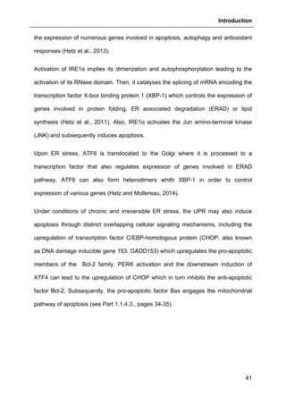 Introduction
41
the expression of numerous genes involved in apoptosis, autophagy and antioxidant
responses (Hetz et al., 2013).
Activation of IRE1α implies its dimerization and autophosphorylation leading to the
activation of its RNase domain. Then, it catalyses the splicing of mRNA encoding the
transcription factor X-box binding protein 1 (XBP-1) which controls the expression of
genes involved in protein folding, ER associated degradation (ERAD) or lipid
synthesis (Hetz et al., 2011). Also, IRE1α activates the Jun amino-terminal kinase
(JNK) and subsequently induces apoptosis.
Upon ER stress, ATF6 is translocated to the Golgi where it is processed to a
transcription factor that also regulates expression of genes involved in ERAD
pathway. ATF6 can also form heterodimers whith XBP-1 in order to control
expression of various genes (Hetz and Mollereau, 2014).
Under conditions of chronic and irreversible ER stress, the UPR may also induce
apoptosis through distinct overlapping cellular signaling mechanisms, including the
upregulation of transcription factor C/EBP-homologous protein (CHOP, also known
as DNA damage inducible gene 153, GADD153) which upregulates the pro-apoptotic
members of the Bcl-2 family. PERK activation and the downstream induction of
ATF4 can lead to the upregulation of CHOP which in turn inhibits the anti-apoptotic
factor Bcl-2. Subsequently, the pro-apoptotic factor Bax engages the mitochondrial
pathway of apoptosis (see Part 1.1.4.3., pages 34-35).
 