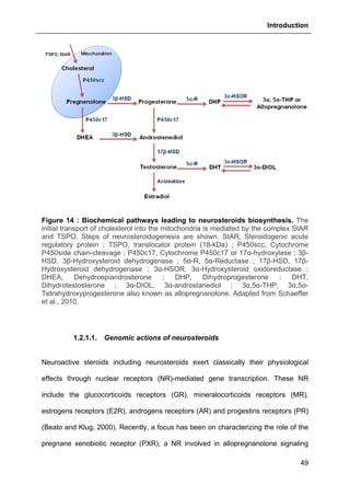 Introduction
49
Figure 14 : Biochemical pathways leading to neurosteroids biosynthesis. The
initial transport of cholesterol into the mitochondria is mediated by the complex StAR
and TSPO. Steps of neurosteroidogenesis are shown. StAR, Steroidogenic acute
regulatory protein ; TSPO, translocator protein (18-kDa) ; P450scc, Cytochrome
P450side chain-cleavage ; P450c17, Cytochrome P450c17 or 17α-hydroxylase ; 3β-
HSD, 3β-Hydroxysteroid dehydrogenase ; 5α-R, 5α-Reductase ; 17β-HSD, 17β-
Hydroxysteroid dehydrogenase ; 3α-HSOR, 3α-Hydroxysteroid oxidoreductase ;
DHEA, Dehydroepiandrosterone ; DHP, Dihydroprogesterone ; DHT,
Dihydrotestosterone ; 3α-DIOL, 3α-androstanediol ; 3α,5α-THP, 3α,5α-
Tetrahydroxyprogesterone also known as allopregnanolone. Adapted from Schaeffer
et al., 2010.
1.2.1.1. Genomic actions of neurosteroids
Neuroactive steroids including neurosteroids exert classically their physiological
effects through nuclear receptors (NR)-mediated gene transcription. These NR
include the glucocorticoids receptors (GR), mineralocorticoids receptors (MR),
estrogens receptors (E2R), androgens receptors (AR) and progestins receptors (PR)
(Beato and Klug, 2000). Recently, a focus has been on characterizing the role of the
pregnane xenobiotic receptor (PXR), a NR involved in allopregnanolone signaling
 