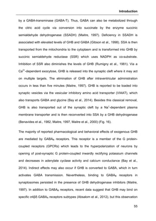 Introduction
55
by a GABA-transminase (GABA-T). Thus, GABA can also be metabolized through
the citric acid cycle via conversion into succinate by the enzyme succinic
semialdehyde dehydrogenase (SSADH) (Maitre, 1997). Deficiency in SSADH is
associated with elevated levels of GHB and GABA (Gibson et al., 1998). SSA is then
transported from the mitochondria to the cytoplasm and is transformed into GHB by
succinic semialdehyde reductase (SSR) which uses NADPH as co-substrate.
Inhibition of SSR also diminishes the levels of GHB (Rumigny et al., 1981). Via a
Ca2+
-dependent exocytose, GHB is released into the synaptic cleft where it may act
on multiple targets. The elimination of GHB after intraventricular administration
occurs in less than five minutes (Maitre, 1997). GHB is reported to be loaded into
synaptic vesicles via the vesicular inhibitory amino acid transporter (VIAAT), which
also transports GABA and glycine (Bay et al., 2014). Besides this classical removal,
GHB is also transported out of the synaptic cleft by a Na+
-dependent plasma
membrane transporter and is then reconverted into SSA by a GHB dehydrogenase
(Benavides et al., 1982, Maitre, 1997, Maitre et al., 2000) (Fig. 16).
The majority of reported pharmacological and behavioral effects of exogenous GHB
are mediated by GABAB receptors. This receptor is a member of the G protein-
coupled receptors (GPCRs) which leads to the hyperpolarization of neurons by
opening of post-synaptic G protein-coupled inwardly rectifying potassium channels
and decreases in adenylate cyclase activity and calcium conductance (Bay et al.,
2014). Indirect effects may also occur if GHB is converted to GABA, which in turn
activates GABA transmission. Nevertheless, binding to GABAB receptors in
synaptosomes persisted in the presence of GHB dehydrogenase inhibitors (Maitre,
1997). In addition to GABAB receptors, recent data suggest that GHB may bind on
specific σ4βδ GABAA receptors subtypes (Absalom et al., 2012), but this observation
 