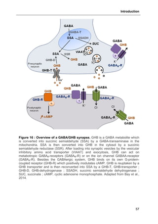 Introduction
57
Figure 16 : Overview of a GABA/GHB synapse. GHB is a GABA metabolite which
is converted into succinic semialdehyde (SSA) by a GABA-transaminase in the
mitochondria. SSA is then converted into GHB in the cytosol by a succinic
semialdehyde reductase (SSR). After loading into synaptic vesicles by the vesicular
inhibitory amino acid transporter (VIAAT) and exocytosis, GHB can act on
metabotropic GABAB-receptors (GABAB-R) or on the ion channel GABAA-receptor
(GABAA-R). Besides the GABAergic system, GHB binds on its own G-protein-
coupled receptor (GHB-R) which positively modulates cAMP. GHB is reuptaken by a
GHB transporter and is then reconverted into SSA by a GHB-T, GHB-transporter ;
GHB-D, GHB-dehydrogenase ; SSADH, succinic semialdehyde dehydrogenase ;
SUC, succinate ; cAMP, cyclic adenosine monophosphate. Adapted from Bay et al.,
2014.
 